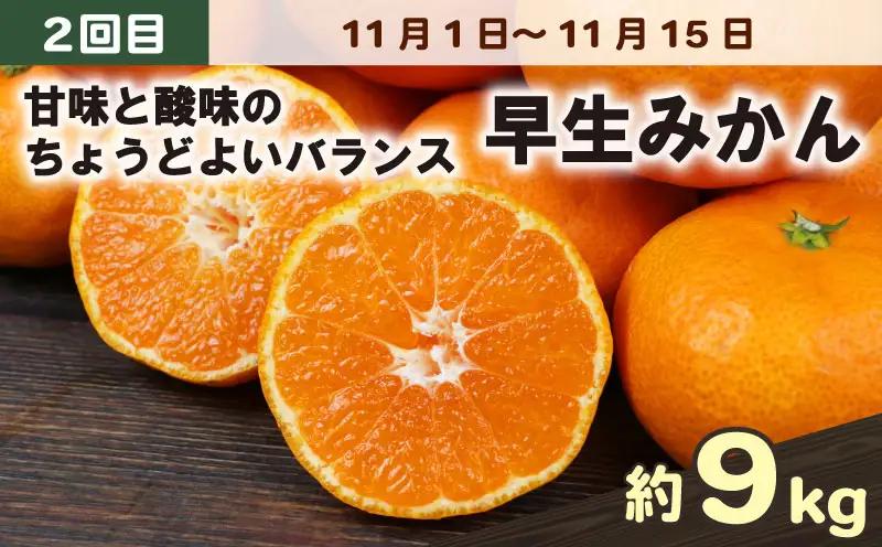 愛媛みかん 旬の みかん 定期便 3回 家庭用 9kg ×3回 極早生 早生 中生 兵頭農園 先行予約 温州 ごくわせ わせ なかて 3ヶ月 mikan 愛媛ミカン 愛媛蜜柑 果物 くだもの フルーツ