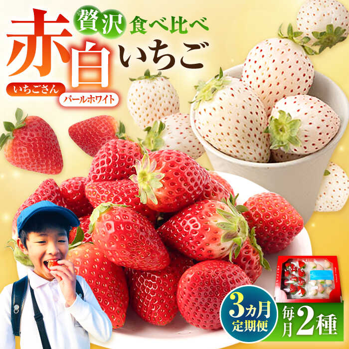 【先行予約】 【3回定期便】 食べ比べ！いちごさん＆パールホワイト 詰め合わせ定期便 各品種220g×1パック（計440g以上）【かわさきいちご】 [IBG013]