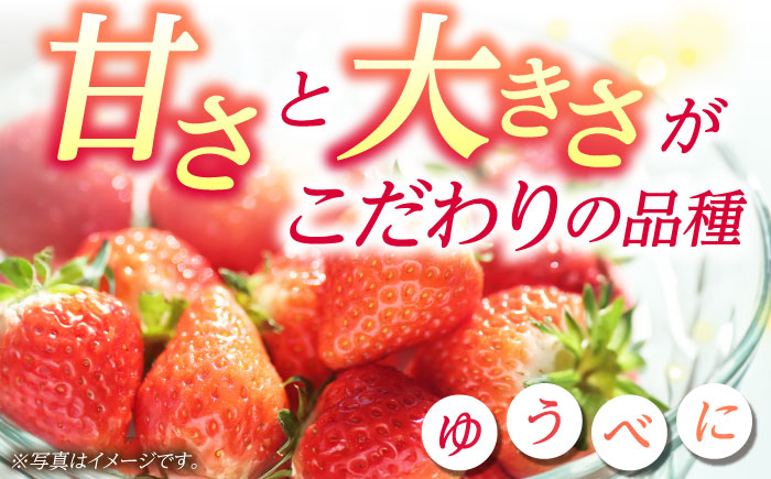 《4月より発送開始》 【3回定期便】 大粒いちご L～2L ゆうべに 1kg（4pc）【熊本ベリー】 [ZER025]