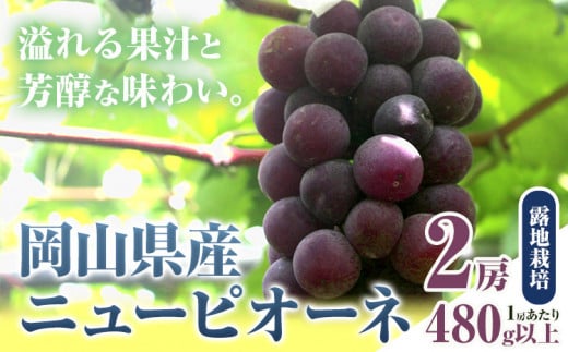 256.【先行予約】 岡山県産 ニューピオーネ 2房 480g以上 露地栽培 葡萄 果物 厳選出荷 スイーツ フルーツ デザート 岡山県矢掛町《9月上旬-10月下旬頃出荷》 種なしぶどう 【配送不可地
