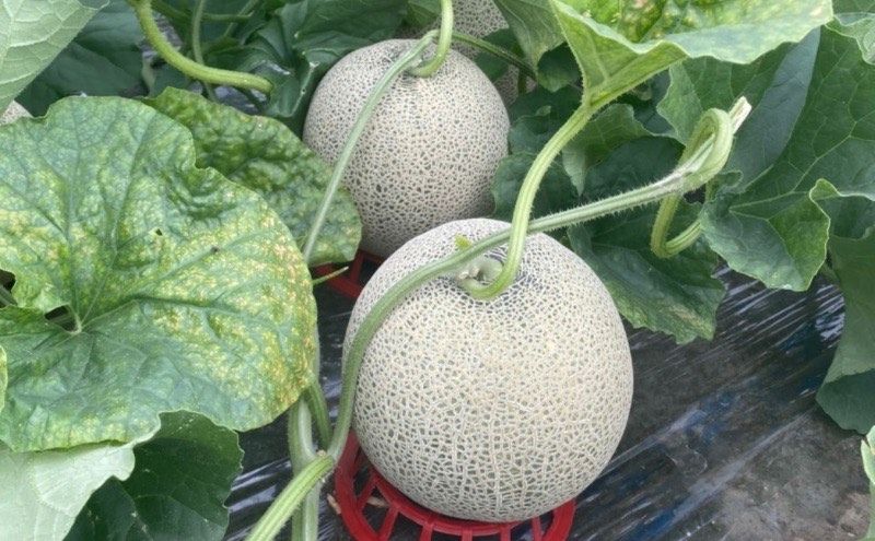 メロン 1.6kg～1.99kg 2玉 北海道 上富良野産 最上等級 秀品 赤肉メロン  糖度14度以上 糖度14 セット めろん 果物 フルーツ デザート くだもの 旬の果物 旬のフルーツ 北海道 