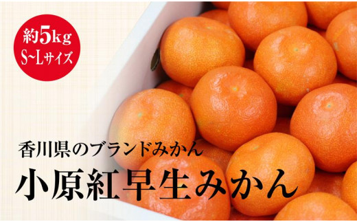 
                  小原紅早生みかん （約5kg）化粧箱（S～Lサイズ）
                