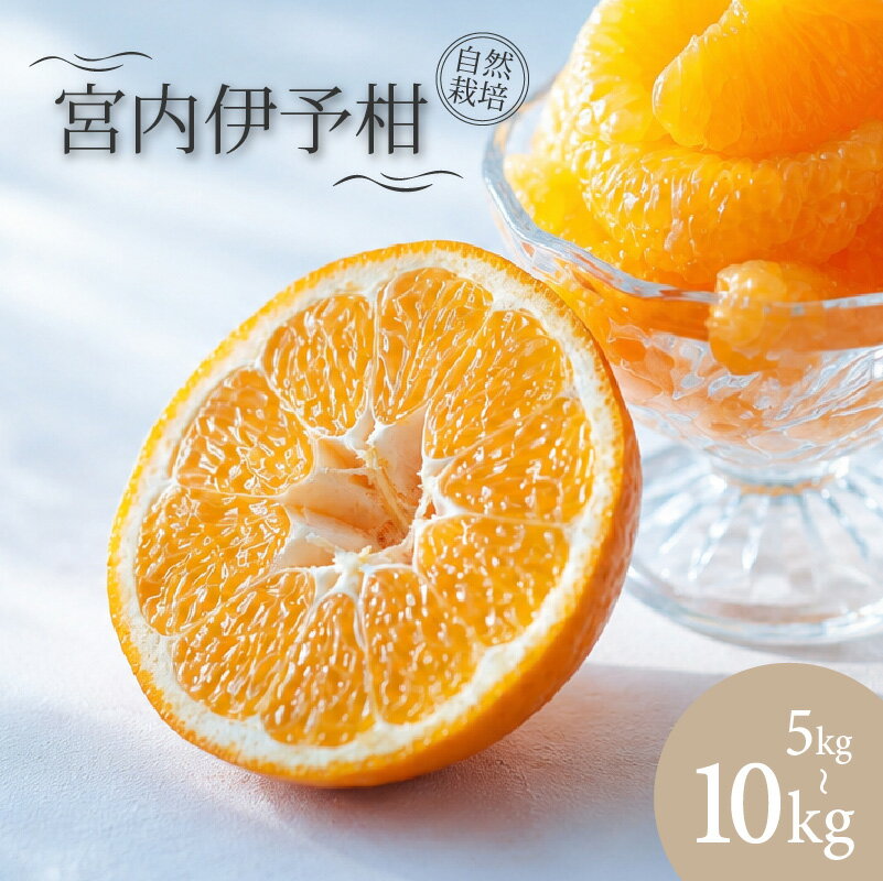 【ふるさと納税】 宮内伊予柑 いよかん 5kg/10kg 自然栽培 【 2027年1月上旬頃から順次発送】 | 伊予柑 ミカン 柑橘 みかん 期間限定 フルーツ 果物 果実 愛媛県産 愛媛 松山 農薬不使用