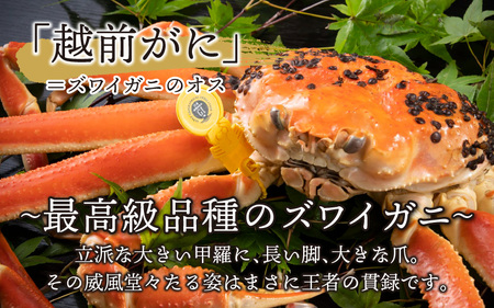 【先行予約】越前がに 中 （約600g～750g） 1杯 ・せいこがに 2杯　計３杯【11月～12月20日発送予定】