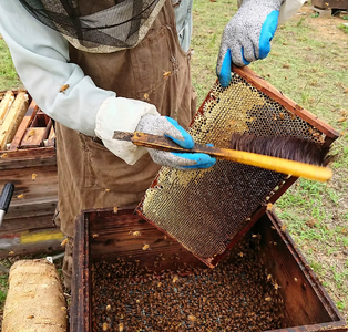 はぜ・みかんのはちみつセット(各220g）｜国産 食べ比べ 自然蜂蜜 大久保養蜂場 熊本県産