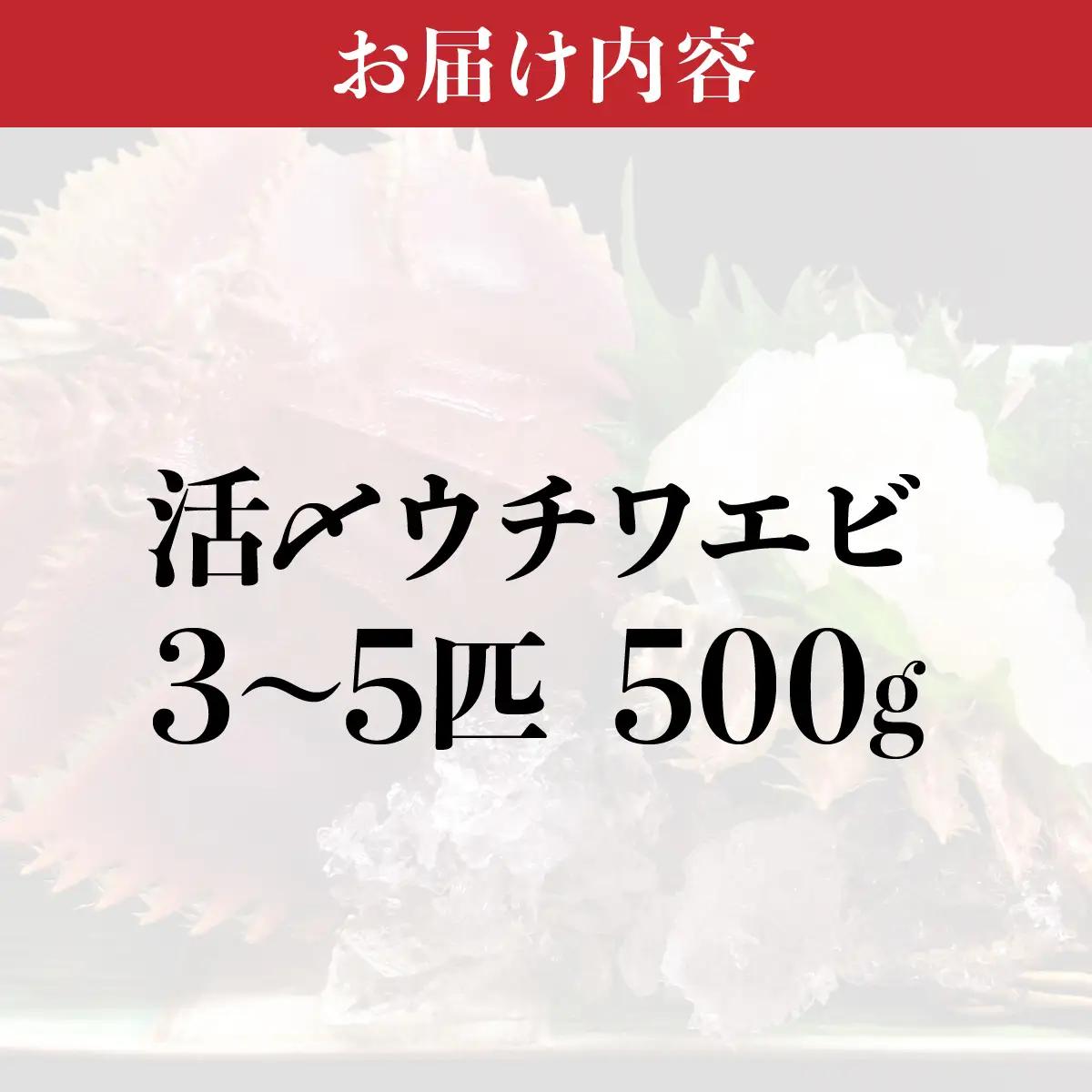 活〆ウチワエビ 500g(3～5尾)