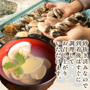 活はまぐり 約2.5kg (100-140gサイズ) はまぐり 蛤
