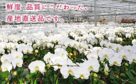 近江の胡蝶蘭 3本立ち 30輪以上 ミディ「ミント」　B-A21　株式会社エフレボ 東近江
