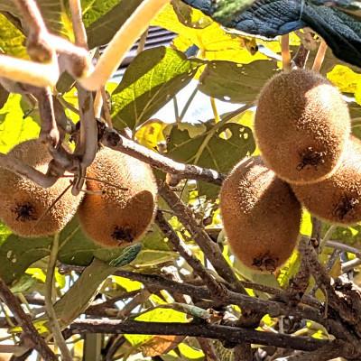 ふるさと納税 新宮市 和歌山県産キウイフルーツ約2kg(サイズ混合)【新宮市】 |  | 02