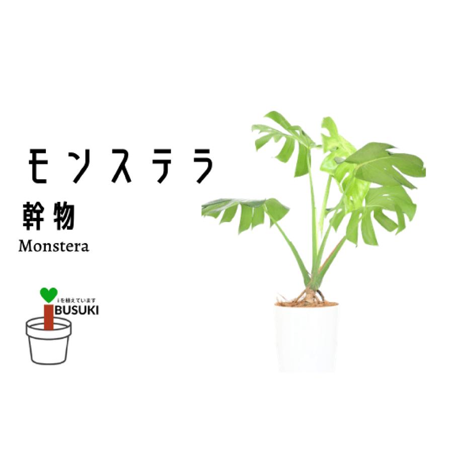 
            2026年3月上旬～発送【観葉植物】モンステラ幹物 80cm～100cm(Green Farm M/014-1489) 南国鹿児島県で育った 観葉植物！植物 鉢付 インテリア 室内 オフィス おしゃれ プレゼント ギフト 開店祝い 移転祝い マイナスイオン【配送不可地域：北海道・沖縄県・離島】
          