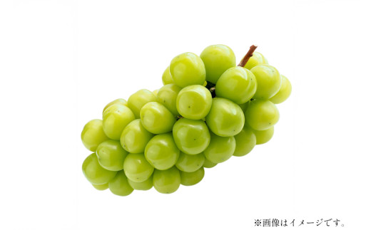 【期間限定発送】 シャインマスカット 秀品 2~3房 約 1.7kg [JA山形おきたま 山形県 高畠町 tk06ays870024] フルーツ 果物 くだもの ぶどう ブドウ 葡萄 1.7キロ 甘い