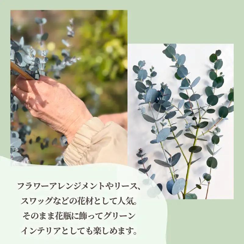 フレッシュ グニユーカリ / 約30cm 約50本 | 【2026年9月上旬頃より順次発送予定】ユーカリ ゆーかり 【KNN010】