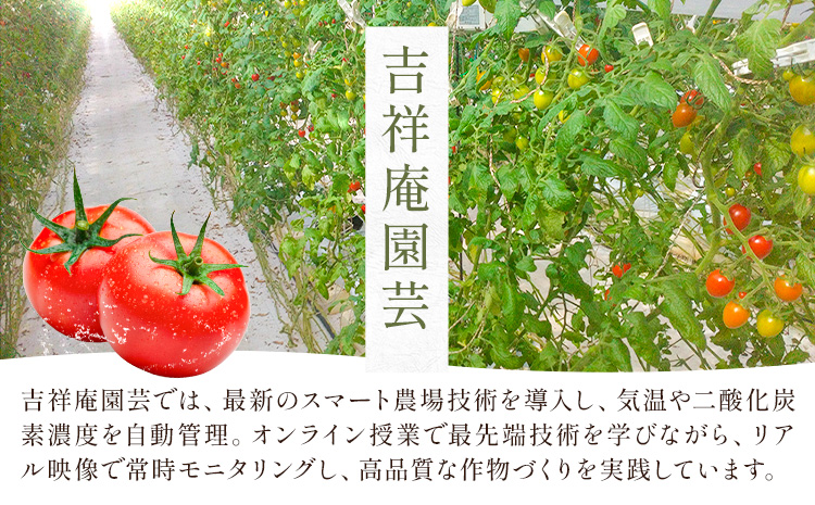 【8回定期便】訳あり トマト 大玉 大玉トマト わけあり 2kg ×8回 吉祥庵園芸《11月上旬-6月上旬頃出荷》鹿児島県 さつま町 送料無料 野菜 トマト お取り寄せ---stm-eng-6-mo8