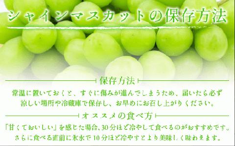 ぶどう シャインマスカット 訳あり 1kg 以上 ながの農業協同組合 配送先本州限定 2024年10月上旬頃から2024年10月下旬頃まで順次発送予定 令和6年度収穫分 長野県 飯綱町 [1692]