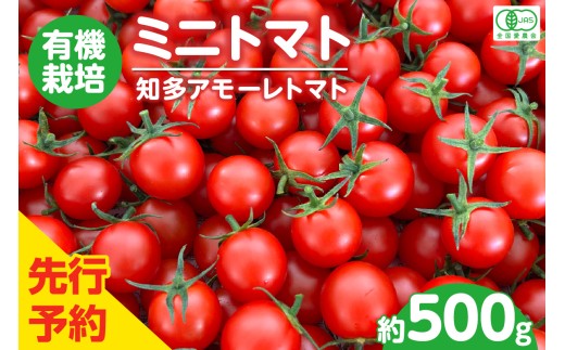 有機栽培ミニトマト　知多アモーレトマト　約500g／ とまと 野菜 高糖度 愛知県 特産品