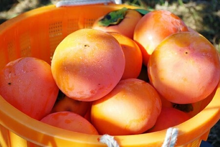 青果市場厳選 「冷蔵」あま柿＜2026年1月から発送開始分先行予約＞(柿 かき カキ 果物 フルーツ 冷蔵 あま柿)【B-211】