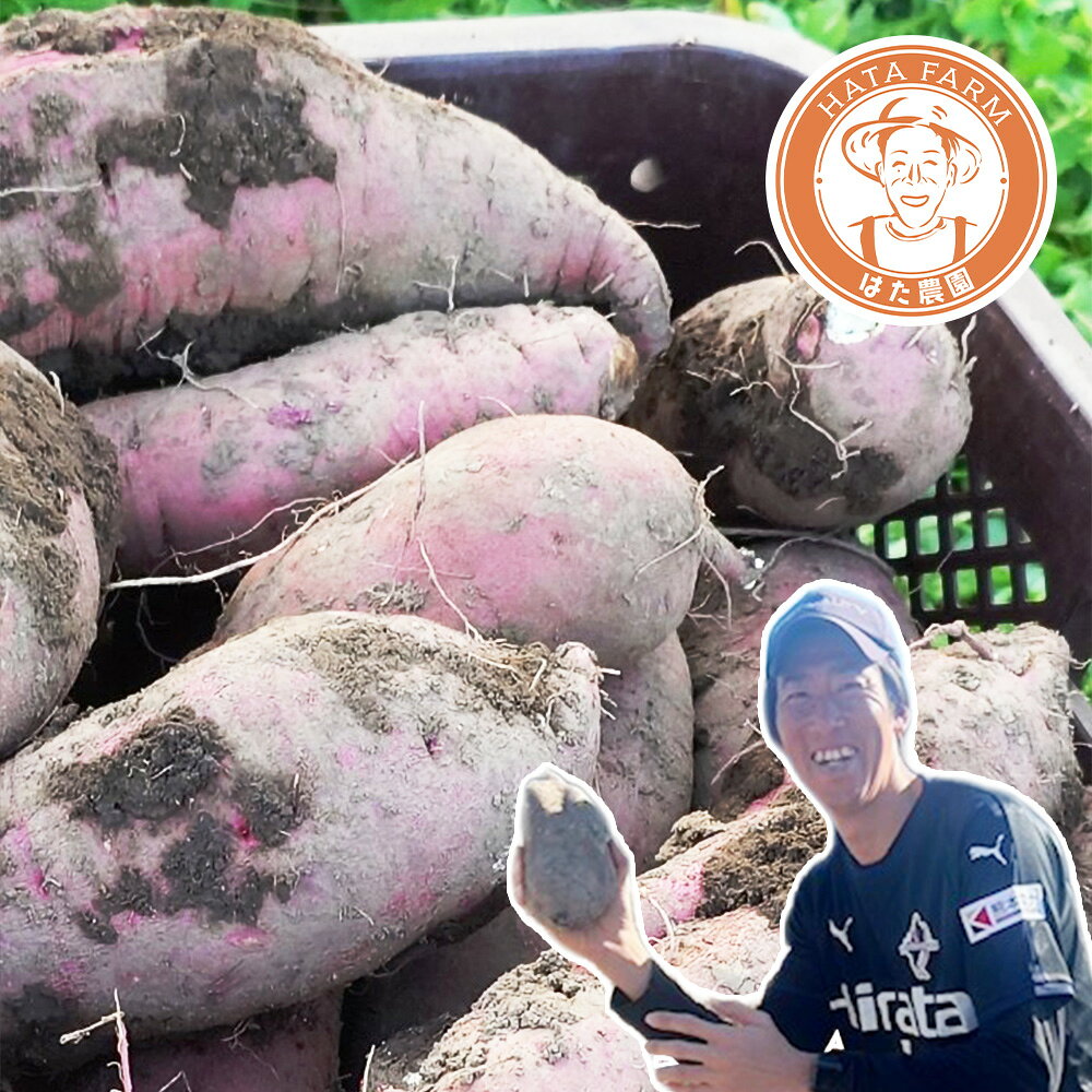 【ふるさと納税】＜選べる内容量＞元Jリーガーが育てた！熊本産べにはるか 計約3kg（10～12本） / 計約5kg（17～20本） べにはるか 紅はるか さつまいも サツマイモ さつま芋 芋 イモ 野菜 焼き芋 国産 熊本県産 熊本市 送料無料 【2026年11月下旬～2027年1月下旬発送予定】