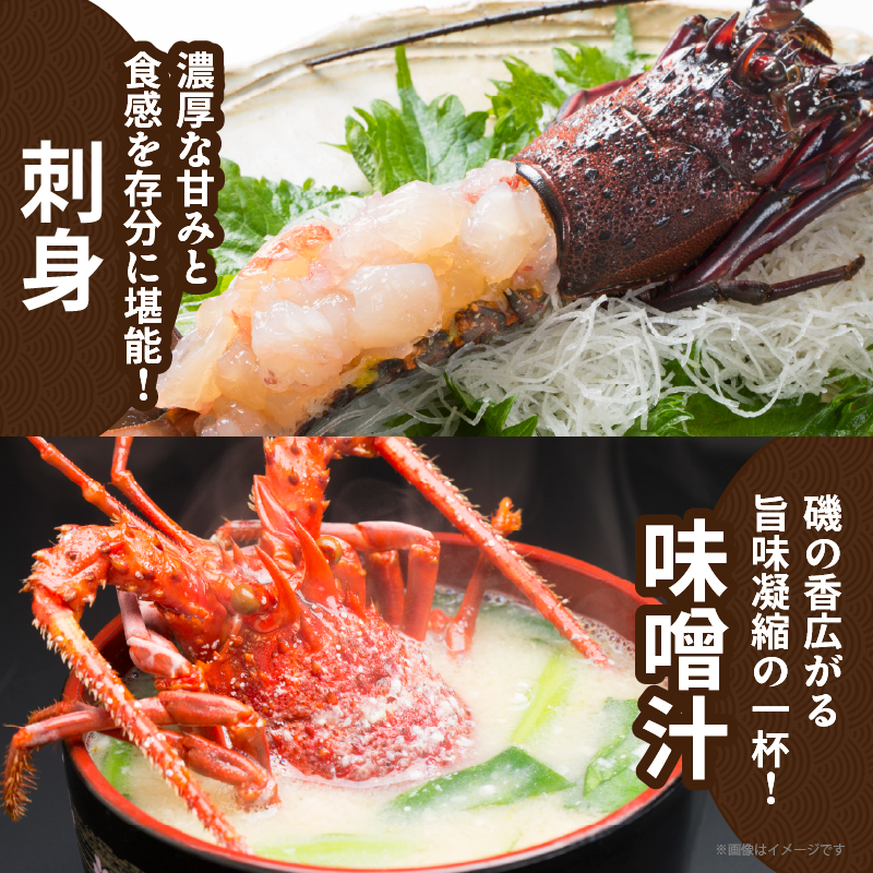先行予約≪数量限定≫伊勢海老(計2kg)_T013-0025【えび 魚介 海鮮 国産 人気 ギフト おかず おつまみ 食品 海鮮 BBQ 贈り物 送料無料 プレゼント】