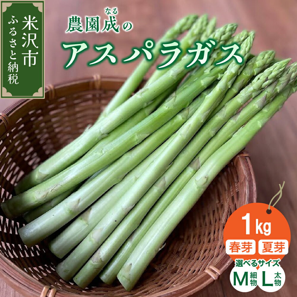 【ふるさと納税】《 先行予約 》令和7年産 アスパラガス 1kg 春芽 / 夏芽 (サイズが選べる : 太物 L 以上 / 細物 M 以下) アスパラ 野菜 農園成 産地直送 2025年産 アスパラ 旬 春野菜 農園成 産地直送 農家直送 贈答 ギフト お取り寄せ 送料無料 山形県 米沢市 春 旬