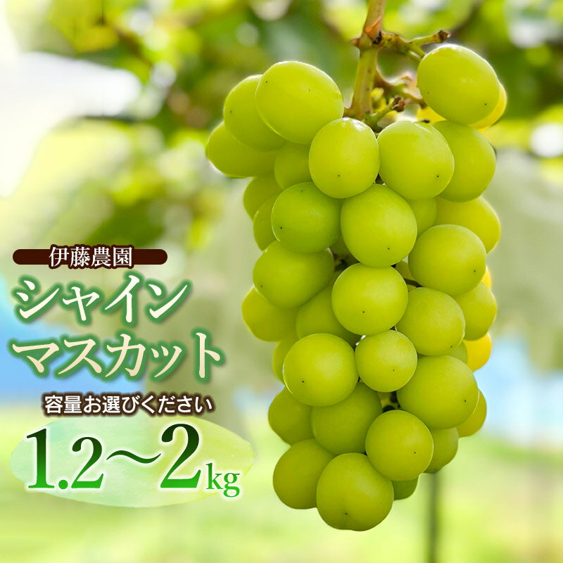 【ふるさと納税】【令和7年産先行予約】シャインマスカット　容量お選びください［約1.2kg（2房入）・約2kg（3〜4房入）］