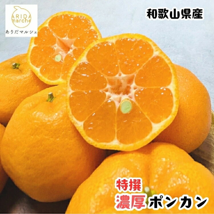 【ふるさと納税】【先行予約】 極甘柑橘 特選 濃厚 ポンカン / みかん 柑橘 甘い 果物 フルーツ 和歌山 晩柑 ※2027年1月上旬～2月下旬に順次発送 ※北海道・沖縄・その他離島地域は発送不可