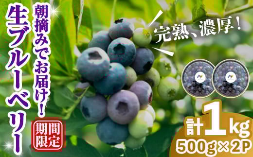完熟、濃厚生ブルーベリー1kg ブルーベリー 果物 フルーツ 青果物 クール便 スムージー ヨーグルト おやつ 【奥久慈 まほろばの郷 ふれあい農園】【ho1527】