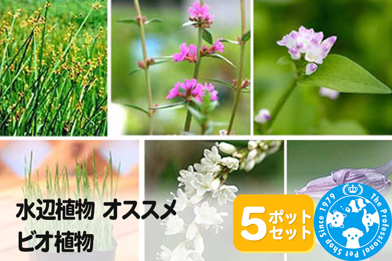 
水辺植物 オススメ ビオ植物×5ポット
