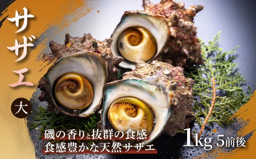 【磯の香り広がる】サザエ小　1㎏　5前後 1箱 サザエ さざえ 殻付き BBQ バーベキュー 海鮮 貝類 贅沢 つぼ焼き 新鮮 産地直送 贈答用 ギフト 日本海 兵庫県