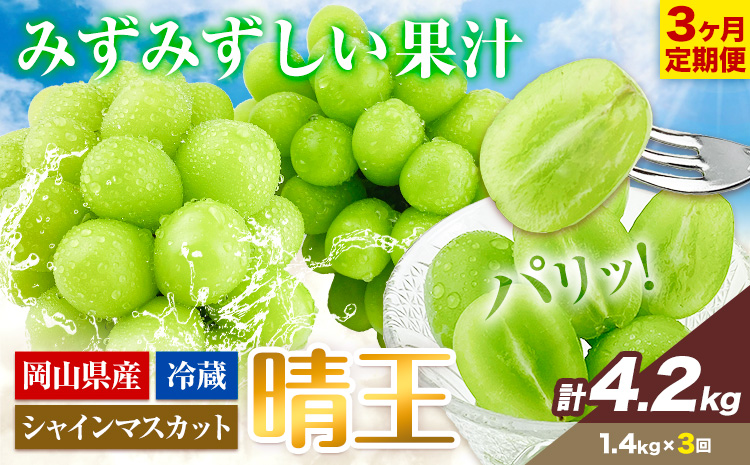 ぶどう 3ヶ月 定期便 [2025年先行予約] シャインマスカット 晴王 約1.4kg 岡山県産《9月上旬-11月末頃出荷(土日祝除く)》 ハレノフルーツ マスカット 送料無料 岡山県 浅口市 フルーツ 果物 贈り物 ギフト 国産 岡山県産 くだもの【配送不可地域あり】（北海道・沖縄・離島）