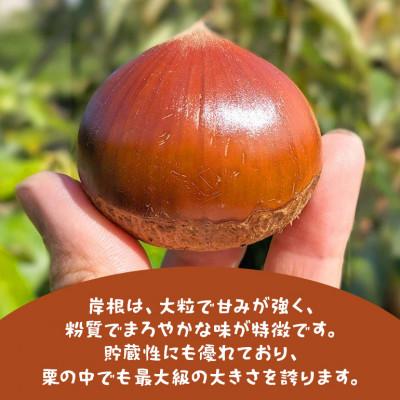 ふるさと納税 笠間市 【2026年秋　先行予約】笠間の栗・かねこ農園の生栗「岸根(がんね)」2kg(4L) |  | 01