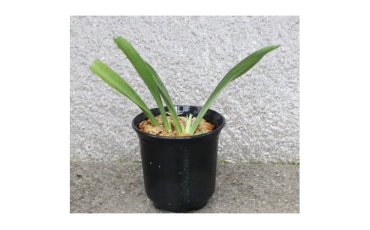 はじめての縁起植物!おもとデビューセット(小株・鉢仕立て)【1655544】