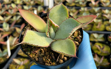 アガベ グアダラハラナ ＆ アロエ マルロシー 各1株 Agave guadalajarana ＆ Aloe marlothii&nbsp;長与町/アグリューム[EAI201] 