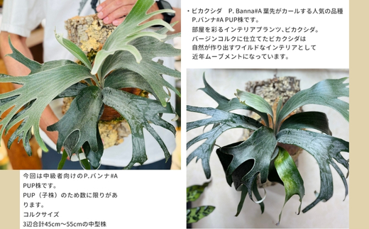 ビカクシダ(コウモリラン)バンナ#A P. Banna#A コルク仕立て 観葉植物 コウモリラン インテリアグリーン プランツハンガー_イメージ2