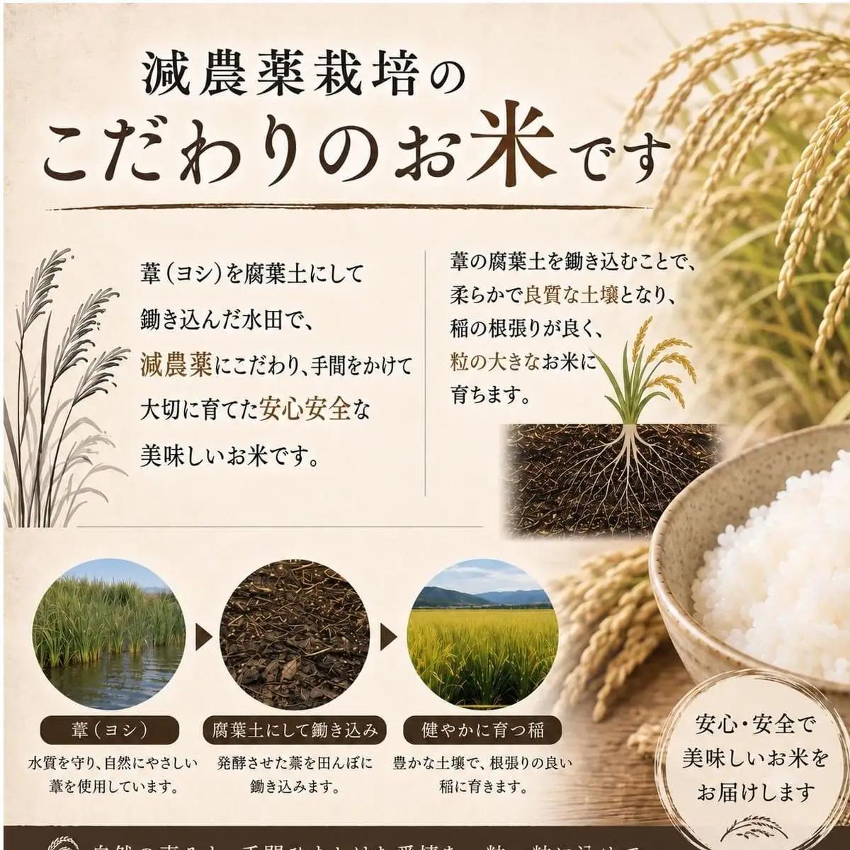 〈 先行予約 〉　【定期便6回】 米 令和8年産 コシヒカリ 精米 30kg (5kg×6) 新米 こめ コメ お米 ご飯 白米 こしひかり 定期便 6回