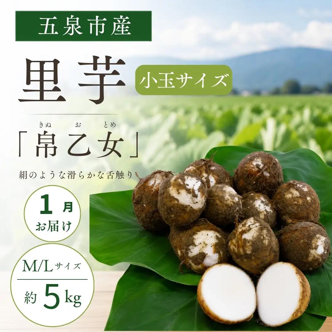 【1月中にお届け】さといも（帛乙女）小玉サイズ・5kg 五泉園芸組織連絡協議会 | 新潟県 五泉市 さといも サトイモ 野菜 帛乙女