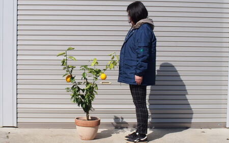 苗木 レモンの木 鉢植え 大きめサイズ テラコッタ鉢 植物 ガーデン ガーデニング ※配送不可:北海道、沖縄、離島 