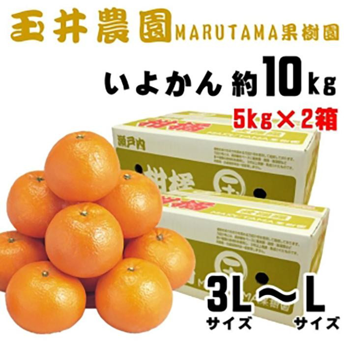 
【先行予約】玉井農園のいよかん 10kg（3L～Lサイズ） みかん 柑橘 いよかん フルーツ
