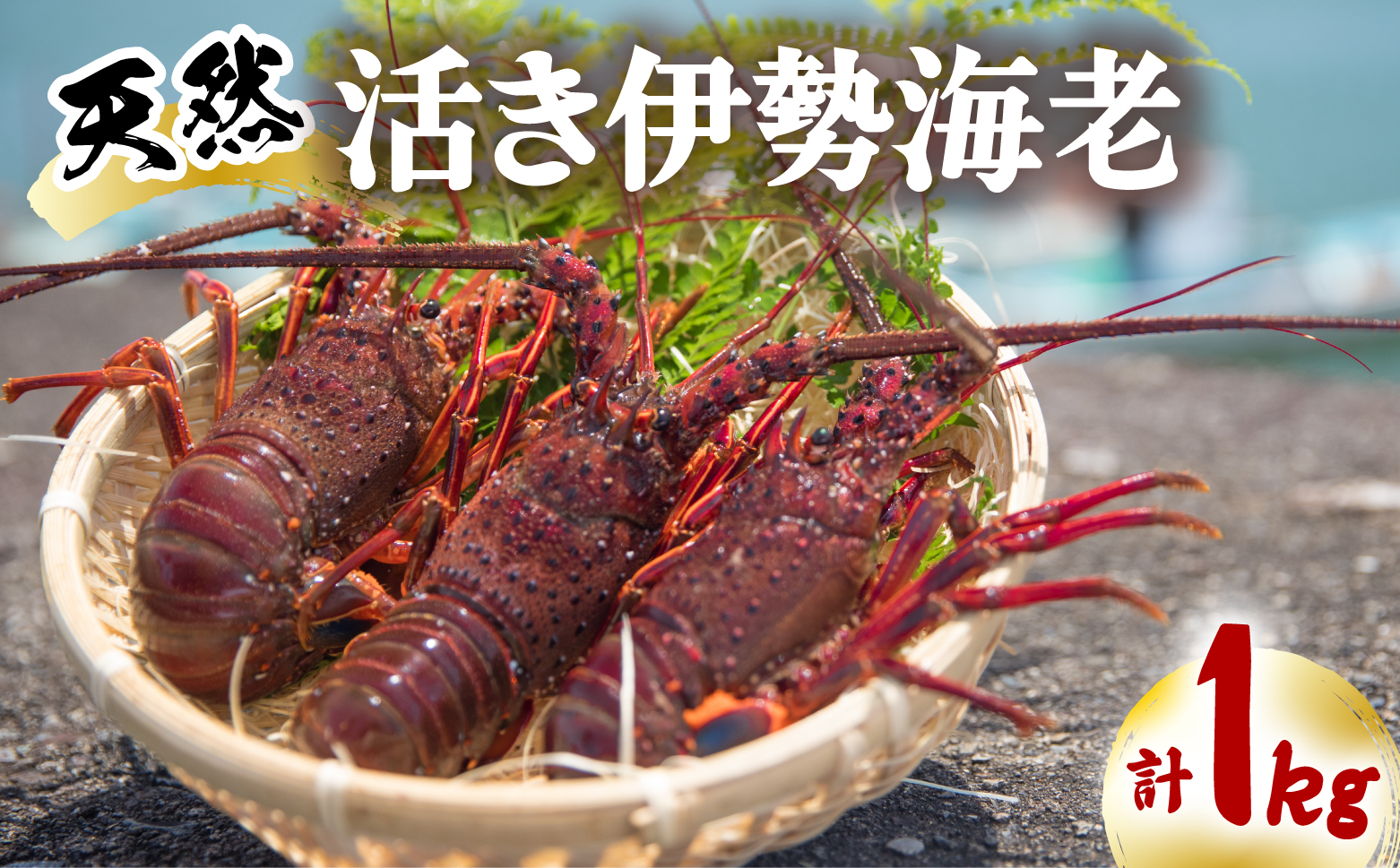 先行予約 天然 伊勢海老 1kg 活伊勢海老 厳選 産地直送 【2025年9月中下旬以降にお届け】