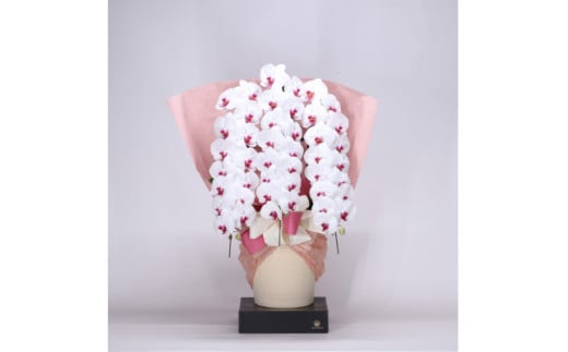 1034.フォアスPREMIUM胡蝶蘭3本立ち48輪以上 リップ (A1034-1) 