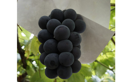 【2026年先行】数量限定ぶどう三色セット(クインニーナ、シャインマスカット、ピオーネ)2kg【配送不可地域：離島】【1670538】