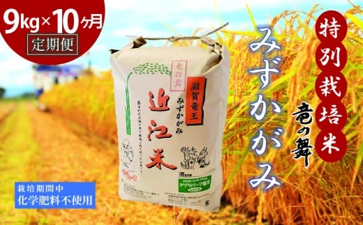 【定期便10回コース】 新米 みずかがみ 白米 9kg×10回 2025年産 竜の舞 化学肥料不使用 特別栽培米 玄米 時容量 10kg 国産 安心 安全 近江米 米 お米 白米 お弁当 玄米 産地直送 滋賀県 竜王町 送料無料