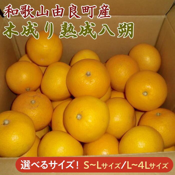 【ふるさと納税】［産直］和歌山由良町産の木成り熟成八朔約10kg★2026年3月中旬頃より順次発送