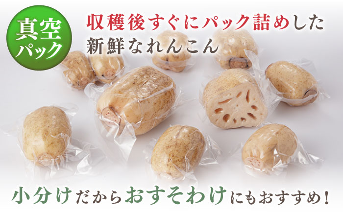 【先行予約】【真空パック】リピーター続々！ 洗いれんこん 約2kg【和泉農園】蓮根 レンコン 洗い 根菜 野菜 佐賀県産 [ICE001]