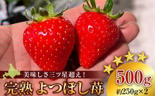 【2026年3月下旬以降発送】北海道産 完熟よつぼし苺(約250g×2パック)