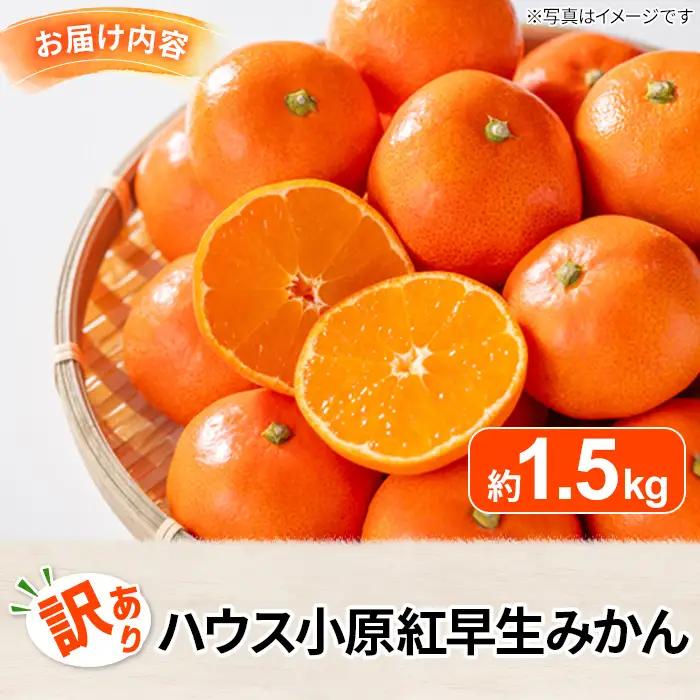 ＜先行予約！2027年6月下旬以降順次発送予定＞＜訳あり＞ハウス小原紅早生みかん(約1.5kg) 国産 果物 フルーツ ミカン 柑橘 新鮮【man181】【Aglio nero】