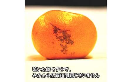 有田みかん「風のしるし」（約10kg）(B241-2)