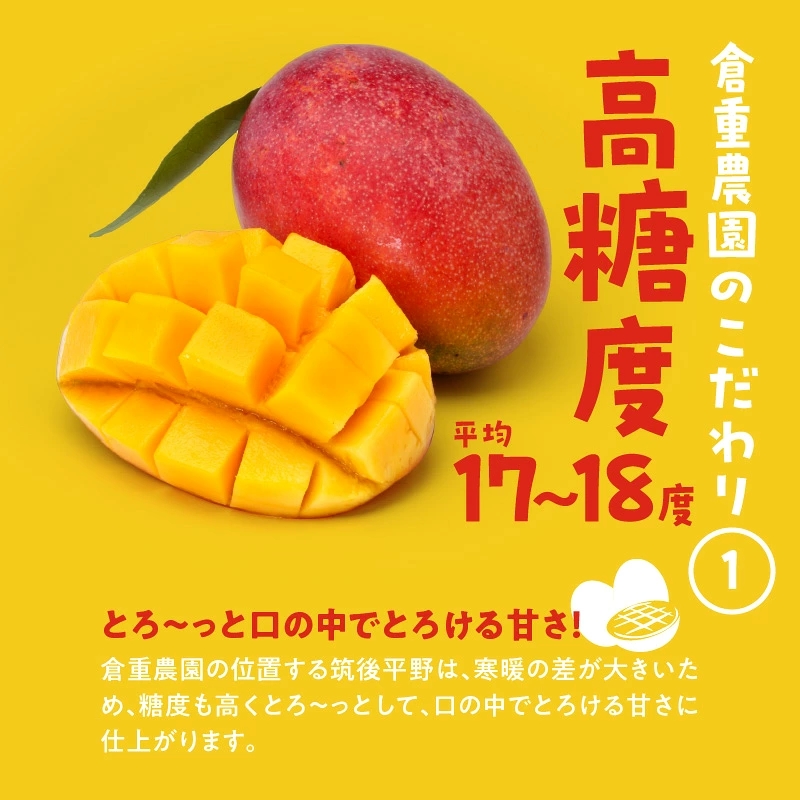 【2027年6月以降お届け】くるめで育った完熟マンゴー（2玉：約1.1kg） _ 贈答用 くるめで育った 完熟マンゴー 2玉 約 1.1kg 甘い 高糖度 地植栽培 ビタミンA トロピカル フルーツ 