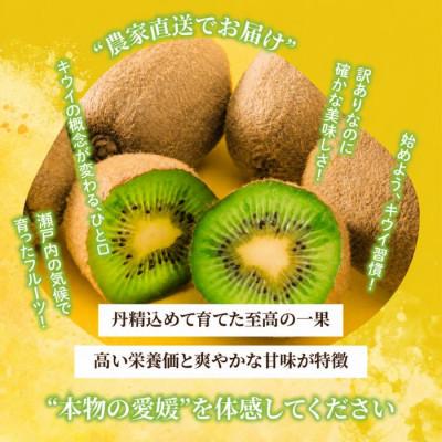 ふるさと納税 松山市 【先行予約】2026年10月下旬より発送 キウイフルーツ ヘイワード約2.5kg 家庭用 訳あり |  | 01