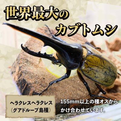 ふるさと納税 肝付町 ヘラクレスオオカブト カブトムシ 3令幼虫オス2匹　人工蛹室　B76002 |  | 01