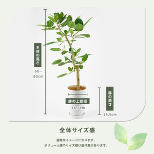 2026年9月上旬～発送【観葉植物】フィカスベンガレンシス幹朴60cm～80cm Green Farm M IB075-023 ※北海道・沖縄・離島配送不可